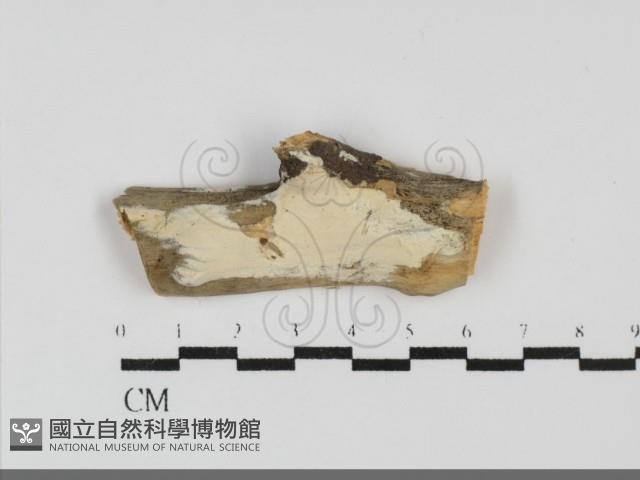登錄號:F0031918藏品圖，第1張