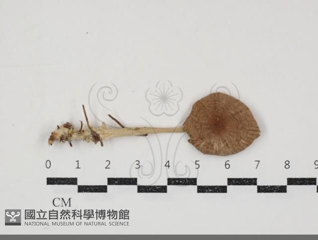 小皮傘屬藏品圖，第1張