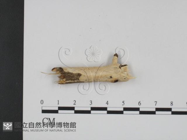 登錄號:F0007918藏品圖，第1張