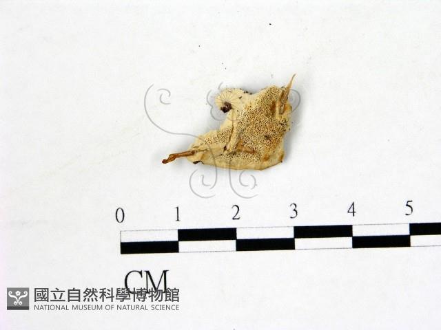 登錄號:F0017918藏品圖，第1張