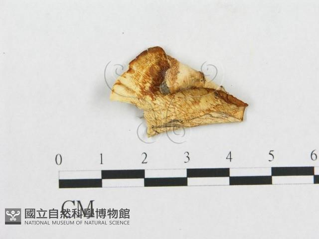 登錄號:F0005918藏品圖，第1張