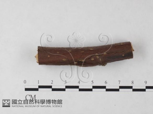 登錄號:F0023918藏品圖，第1張