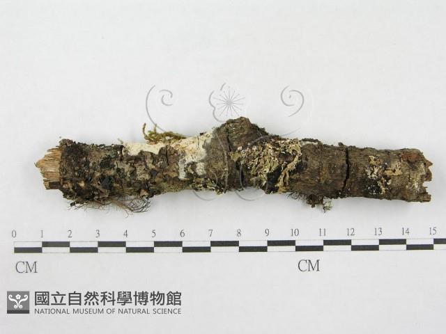絲皮菌屬藏品圖，第1張