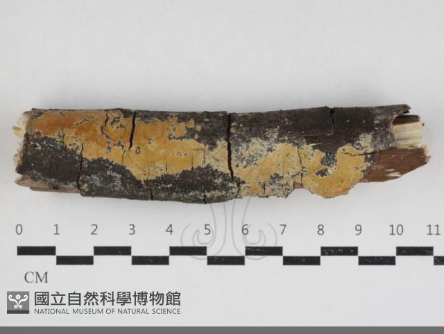 登錄號:F0033918藏品圖，第1張