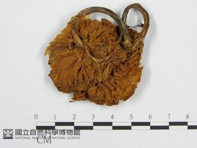 登錄號:F0010618藏品圖，第1張