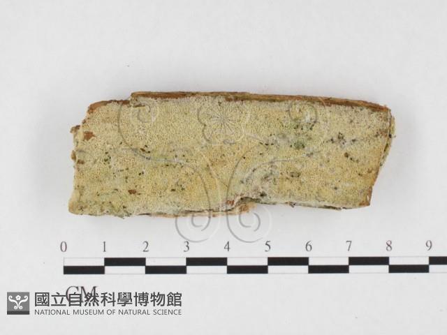 顯絲菌屬藏品圖，第1張