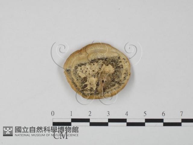 登錄號:F0006618藏品圖，第1張