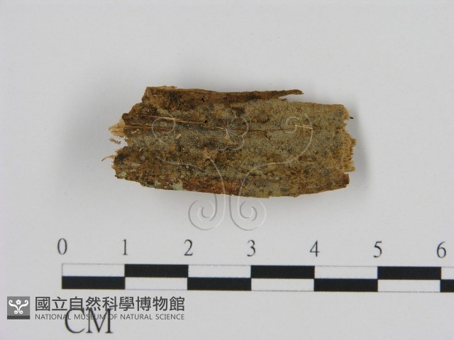 登錄號:F0016618藏品圖，第1張