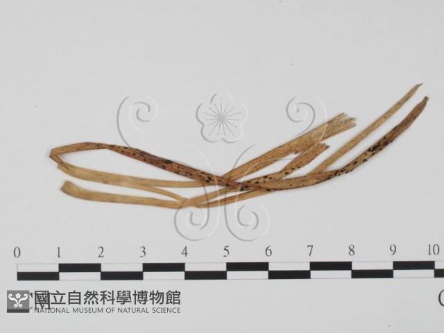 登錄號:F0011618藏品圖，第1張