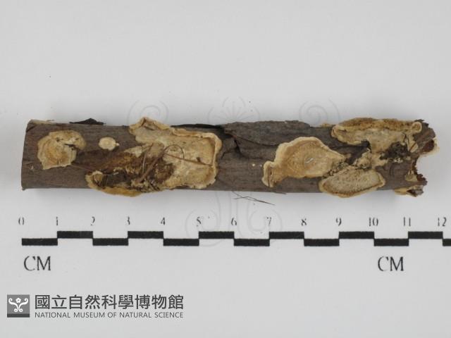 登錄號:F0031618藏品圖，第1張