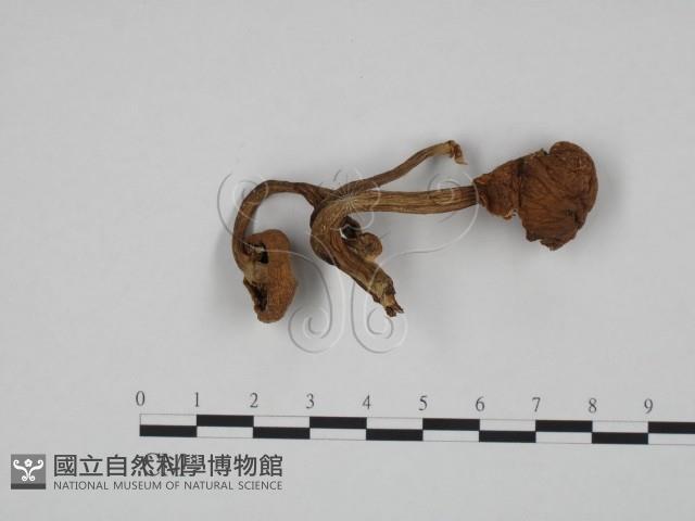 登錄號:F0024618藏品圖，第1張