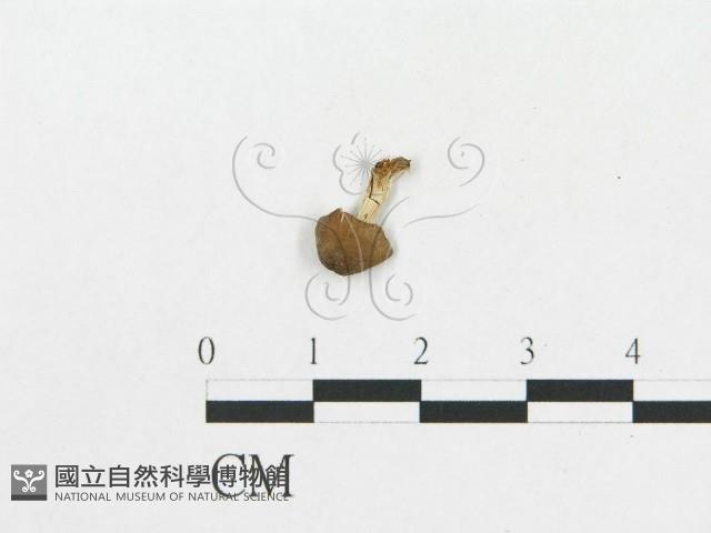 登錄號:F0014618藏品圖，第1張