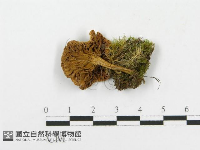 登錄號:F0002618藏品圖，第1張