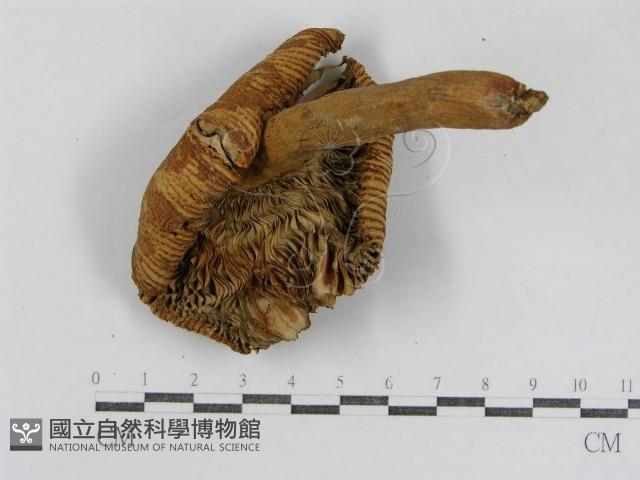 登錄號:F0007618藏品圖，第1張