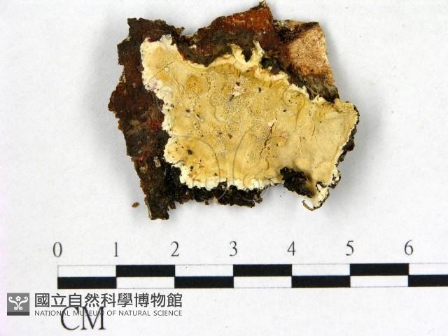 登錄號:F0017618藏品圖，第1張
