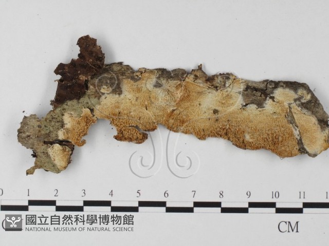 射脈菌屬藏品圖，第1張