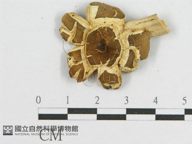 登錄號:F0005618藏品圖，第1張