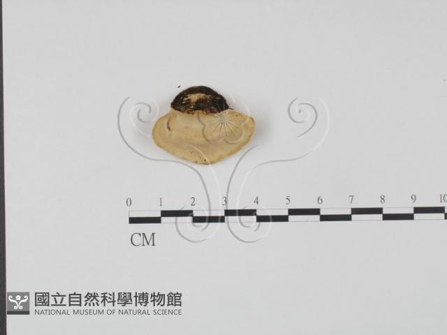 登錄號:F0015618藏品圖，第1張