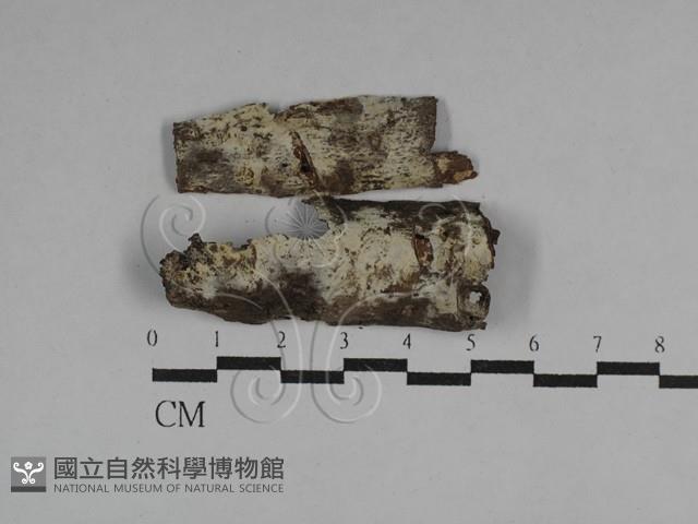 絲齒菌屬藏品圖，第1張