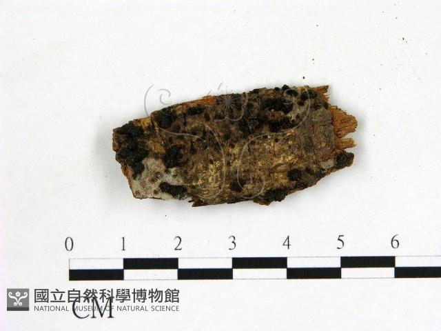 登錄號:F0019618藏品圖，第1張