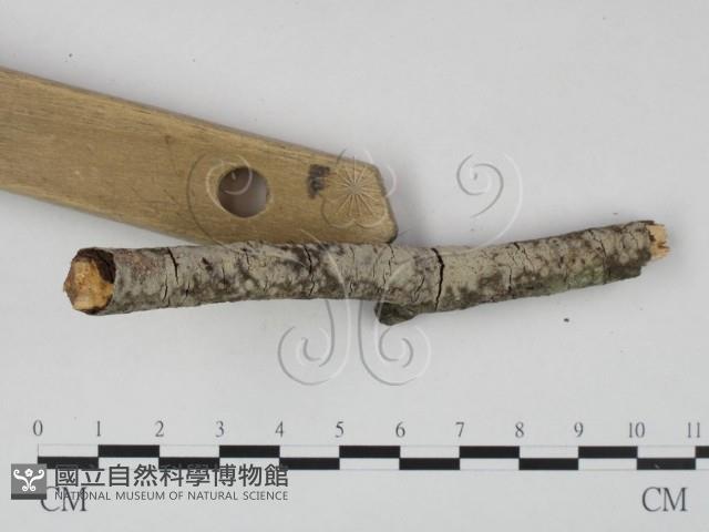 登錄號:F0023618藏品圖，第1張