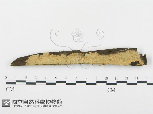登錄號:F0003618藏品圖，第1張
