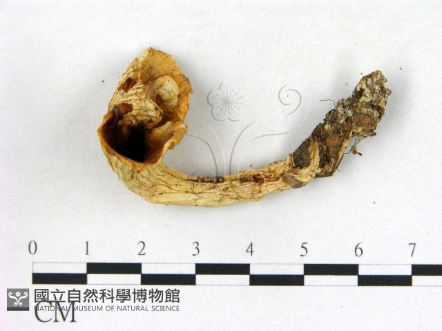 登錄號:F0013618藏品圖，第1張