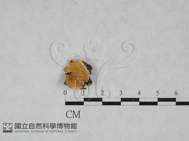 登錄號:F0028418藏品圖，第1張