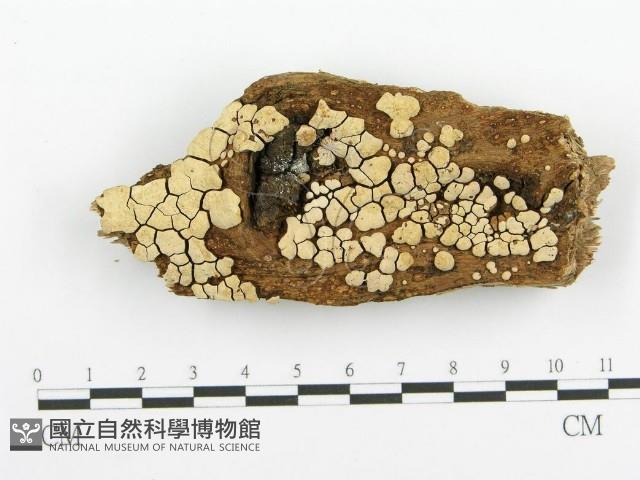 登錄號:F0010418藏品圖，第1張