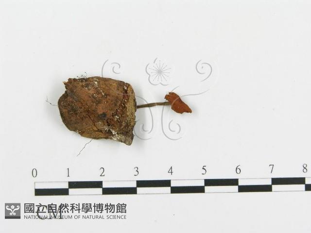 登錄號:F0016418藏品圖，第1張
