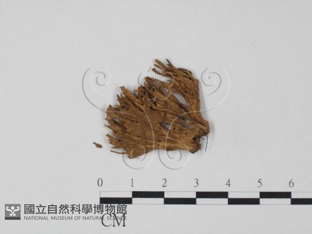登錄號:F0011418藏品圖，第1張