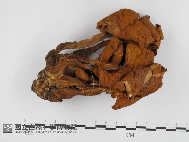 登錄號:F0024418藏品圖，第1張