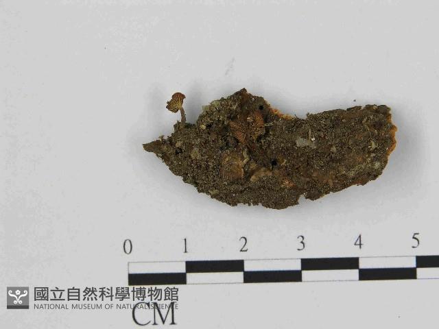 登錄號:F0014418藏品圖，第1張