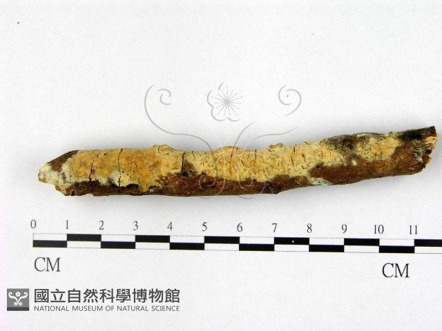 登錄號:F0022418藏品圖，第1張