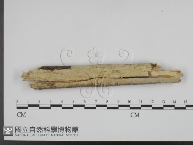 登錄號:F0002418藏品圖，第1張