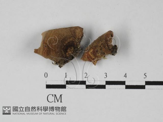 登錄號:F0027418藏品圖，第1張
