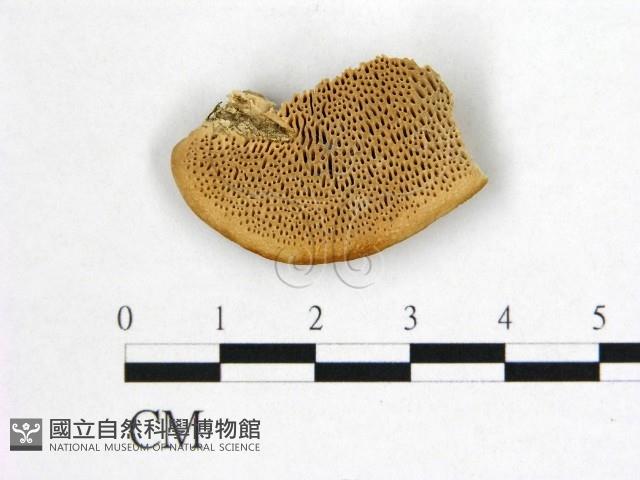 登錄號:F0017418藏品圖，第1張