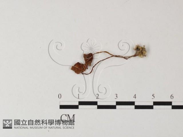 登錄號:F0025418藏品圖，第1張