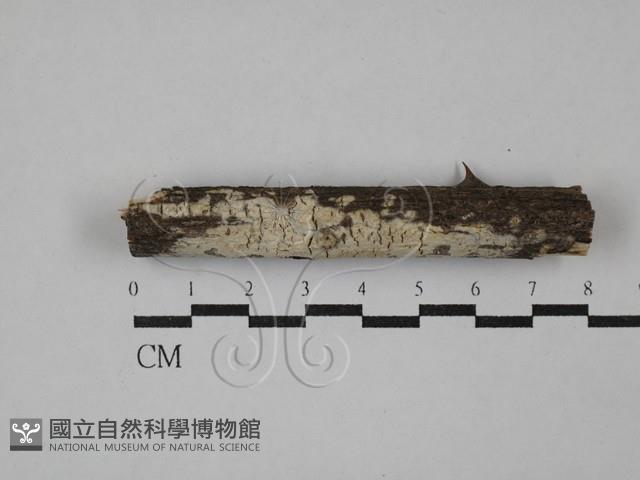 登錄號:F0029418藏品圖，第1張