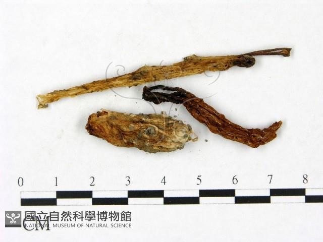 登錄號:F0023418藏品圖，第1張