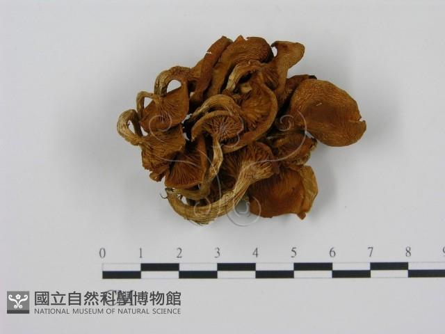 登錄號:F0013418藏品圖，第1張