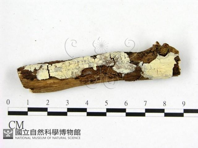 登錄號:F0018718藏品圖，第1張