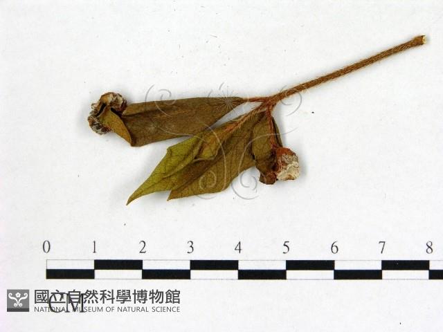 登錄號:F0020718藏品圖，第1張