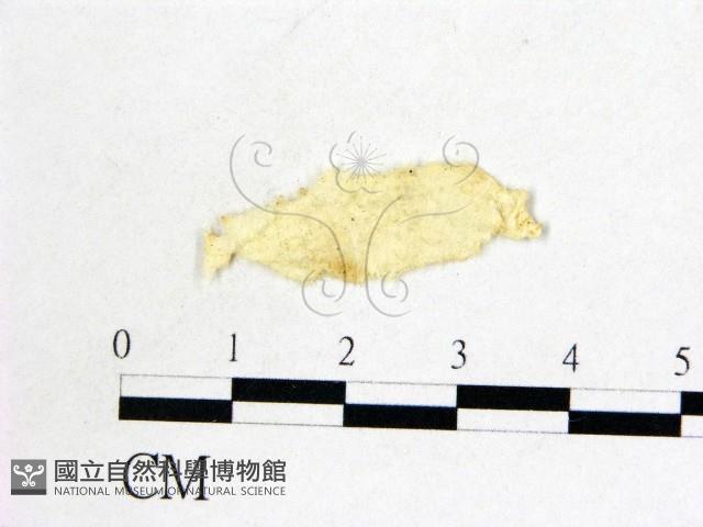 登錄號:F0000718藏品圖，第1張
