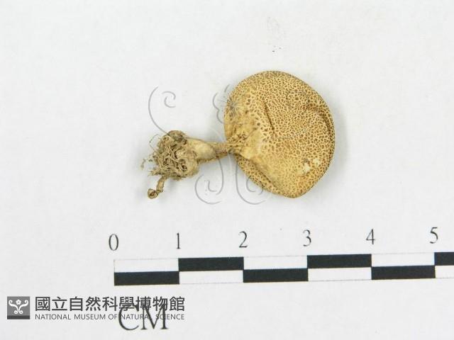 登錄號:F0010718藏品圖，第1張