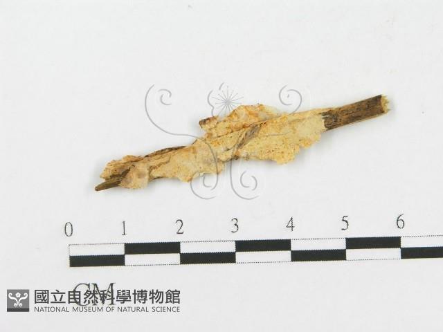 登錄號:F0016718藏品圖，第1張