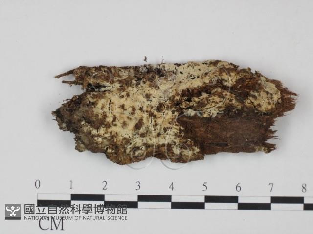 剛毛絲皮菌藏品圖，第1張
