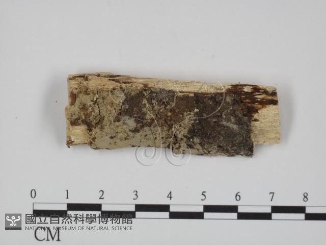 登錄號:F0024718藏品圖，第1張