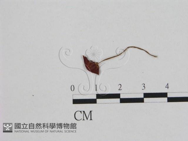 登錄號:F0012718藏品圖，第1張