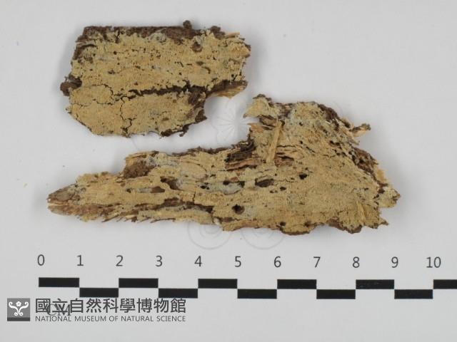 粗糙孢菌屬藏品圖，第1張